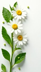 Fototapeta premium Chamomile flower and mint leaves arrangement on white background, natural, isolated