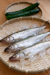 胡瓜魚2