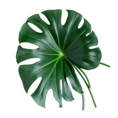 Monstera_Leaf_Tropical_Plant_Swiss_Cheese_Plant