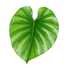 Green-Leaf-Isolated-Tropical-Plant-Foliage-Nature-Background