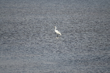 Solitary white Great Egret Heron in Murky Water