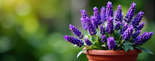 Fototapeta premium Purple lavender blooms overflowing terracotta pot, outdoor, plant, vibrant