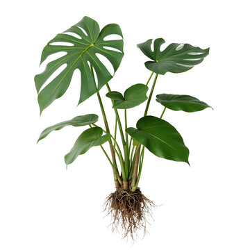 Monstera-Deliciosa-Plant-Roots-Green-Leaves-Isolated