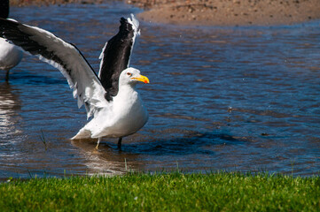 seagull taking flight