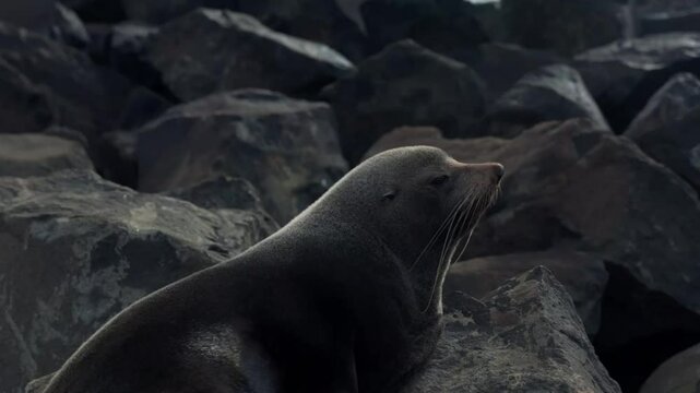 A sea lion resting on the rocks by the sea in Oamaru, New Zealand.
