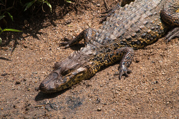 alligator in the everglades
