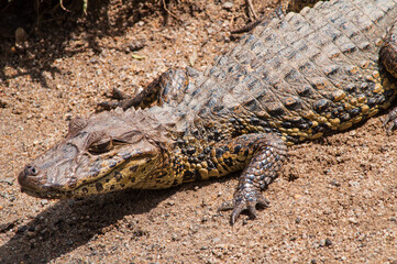 alligator in the everglades