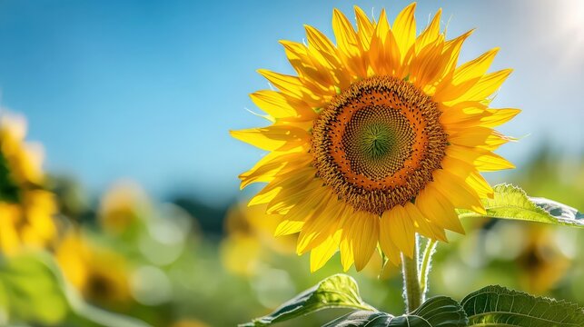 A close-up of a sunflower field swaying in the wind under a bright sky, sprint flower