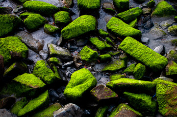 green moss on the stone