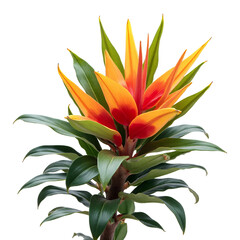 Bromeliad_Plant_Red_Orange_Flower_Tropical_Foliage