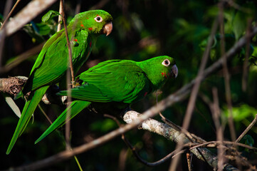 green parrot in the sun