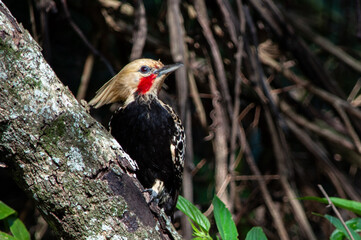 yellow-crowned woodpecker