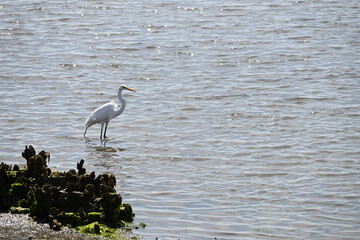 Great White Egret in Shallow Water with mussels and algae fishing