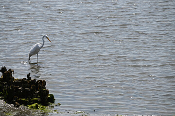 Great White Egret in Shallow Water with mussels and algae fishing