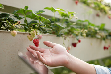 close up Sick and moldy strawberries