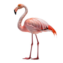 Fototapeta premium pink flamingo standing isolated on white background