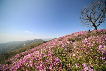 Fototapeta premium 황매산 철쭉