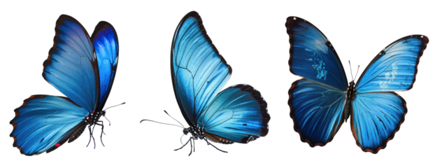 three blue morpho butterflies isolated on white background