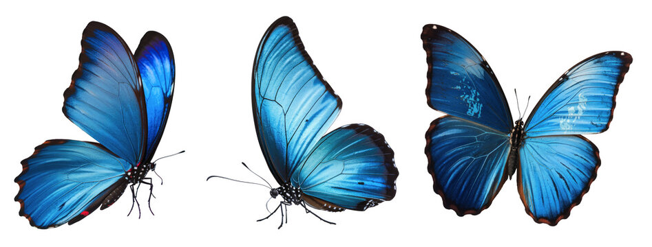 Fototapeta three blue morpho butterflies isolated on white background