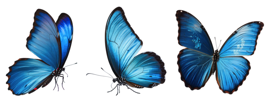 three blue morpho butterflies isolated on white background