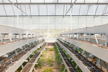 asian man in green house