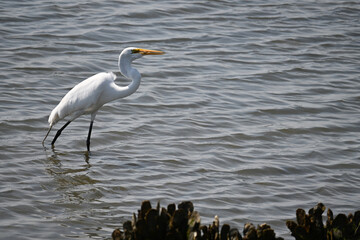 Great White Egret in Shallow Water with mussels and algae fishing