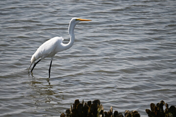 Great White Egret in Shallow Water with mussels and algae fishing
