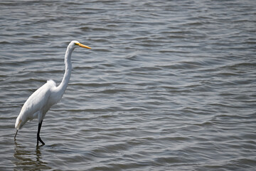 Great White Egret in Shallow Water with mussels and algae fishing