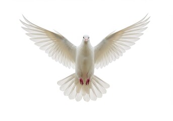 Obraz premium A white dove with outstretched wings isolated against a bright white background in a studio shot