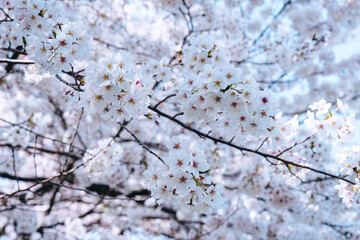 japan sakura