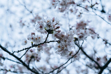 japan sakura