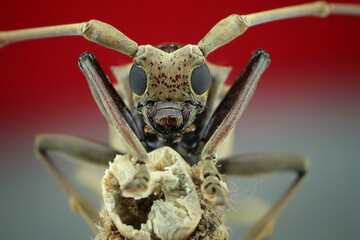 Close-up shot of a longhorn beetle (likely from the Cerambycidae family), 10 april 2025 Indonesia