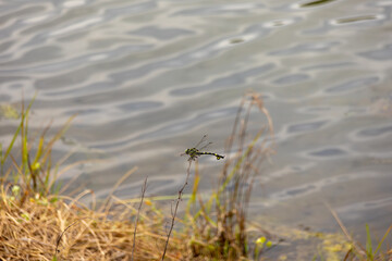 水辺のウチワヤンマ