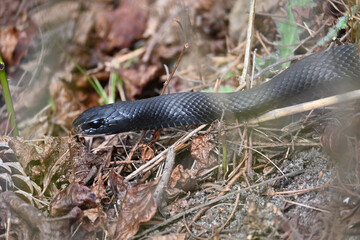 Closeup of a Black Rat Snake in forest undergrowth