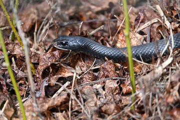 Closeup of a Black Rat Snake in forest undergrowth