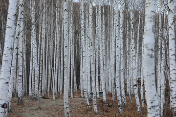 Fototapeta premium 가을의 영양 자작나무숲