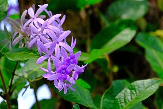 Beautiful blossom Petrea volubilis (Purple Wreath flower) flower with blurred background.