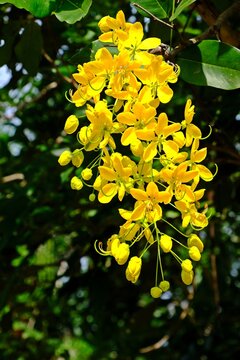 Beautiful blooming Golden shower (Indian laburnum, Pudding-pine tree, Cassia fistula L.) in the garden. Thai national flower.