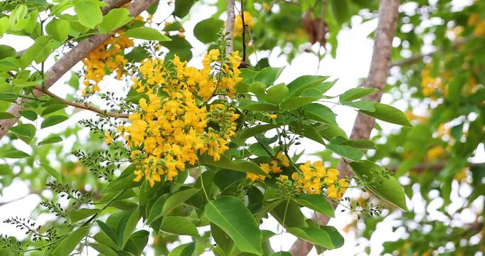 Close-up Bright yellow Padauk flowers with buds are in full bloom on the tree and swaying beautifully in the morning breeze. (Pterocarpus macrocarpus) For the Myanmar water festival (Thingyan). 