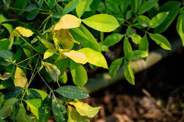 Exploring green leaves nature close-up garden oasis bright light natural beauty