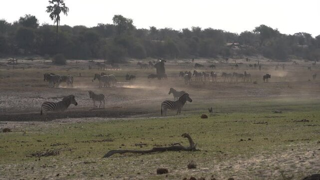 Wildlife in the Makgadikgadi National Park in Botswana, Africa.
