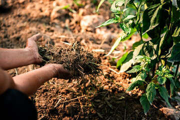 Gardening action soil preparation for growth community garden plant care outdoor close-up sustainable practices