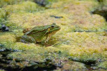 green frog standing on swamp
