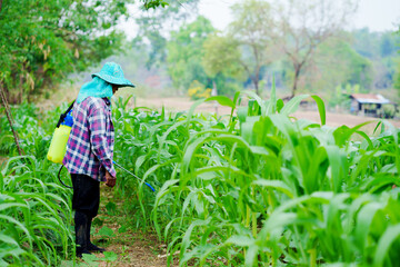 Naklejka premium Pesticide application by farmer rural farm photograph lush green field close-up agriculture practices