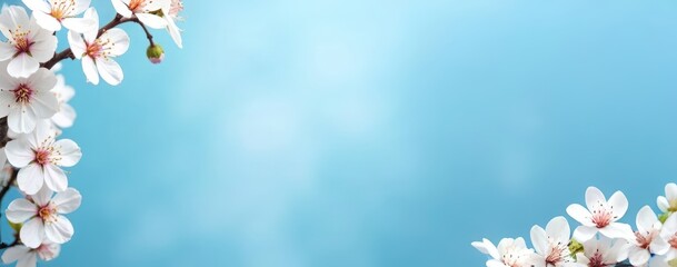 white flower on blue background frame for your greeting, presentation or design background 