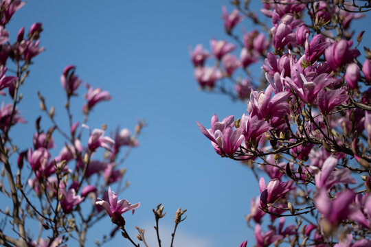  Close-up of blooming pink magnolia flowers on branches with a clear blue sky in the background. 