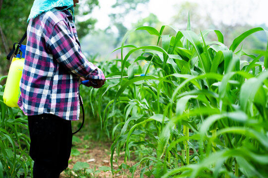 Pesticide application by farmer in cornfield rural area agriculture scene outdoor close-up view crop management