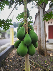 A lush papaya tree heavily laden with a generous amount of fruit
