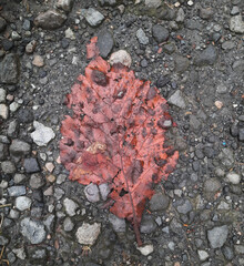 Fully ripened kedondong fruit lying on the ground, having dropped naturally from the tree