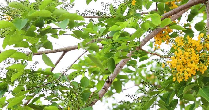 Close-up Bright yellow Padauk flowers with buds are in full bloom on the tree and swaying beautifully in the morning breeze. (Pterocarpus macrocarpus) For the Myanmar water festival (Thingyan). 